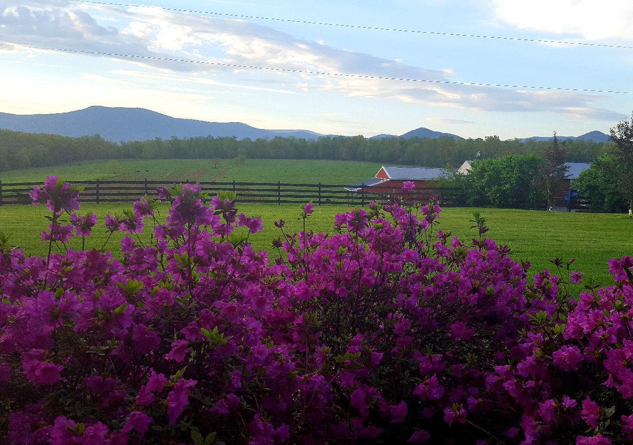 Piney Hill B&B And Cottages Luray Dış mekan fotoğraf